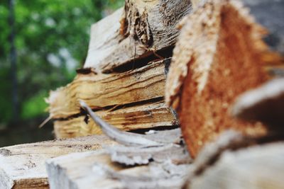 Close-up of logs in forest