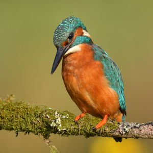 Close-up of kingfisher perching on mossy branch