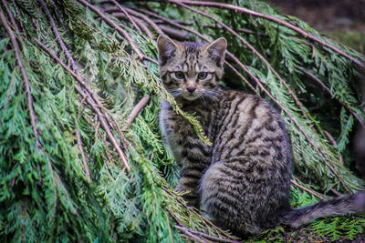 Portrait of tabby cat on plants against trees