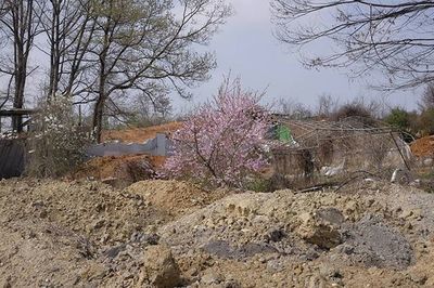 Bare trees on landscape