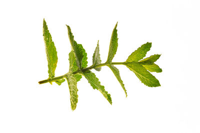 Close-up of leaves against white background