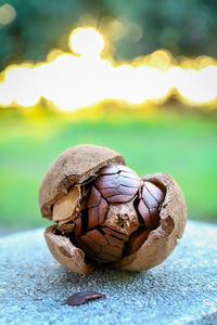 Close-up of a ball on rock