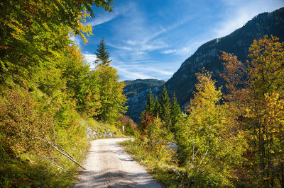 Road amidst trees against sky during autumn