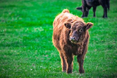 Lion standing in a field