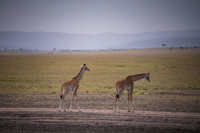 Giraffe family standing on field