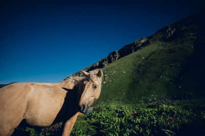 Horse grazing on field against clear blue sky