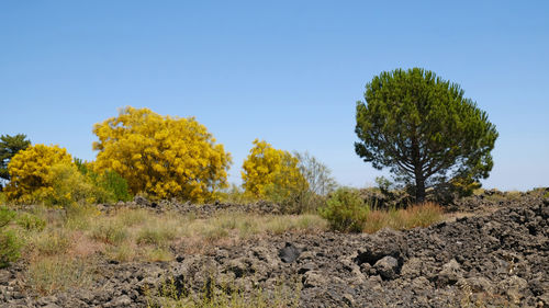 plant