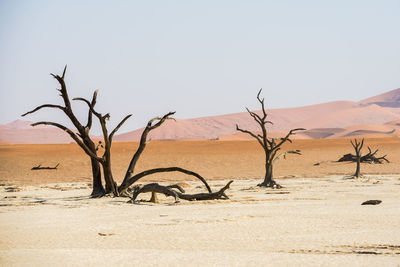 Bare tree on desert against clear sky