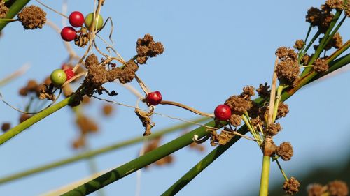 Low angle view of berries on tree against sky