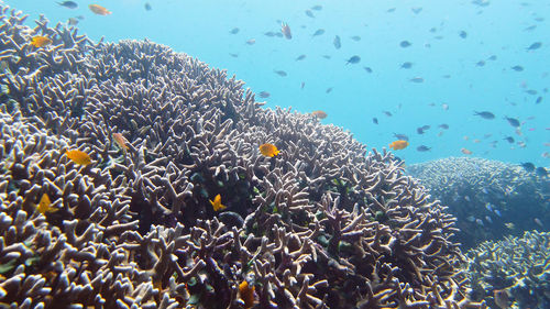 coral reef