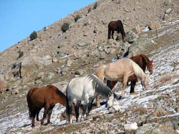 Horses grazing on hill during winter