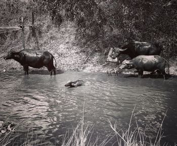 Horse in a lake