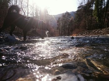 River flowing through forest