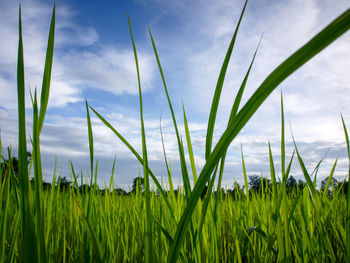 Crops growing on field against sky