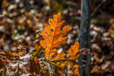 Close-up of orange maple leaves on tree