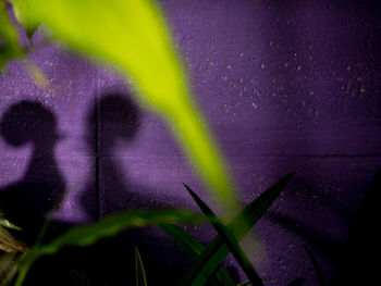 Close-up of purple flowers against blurred background