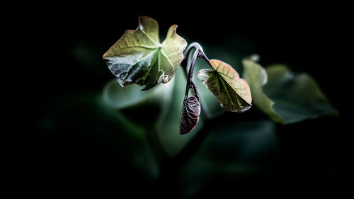 Close-up of rose flower bud against black background