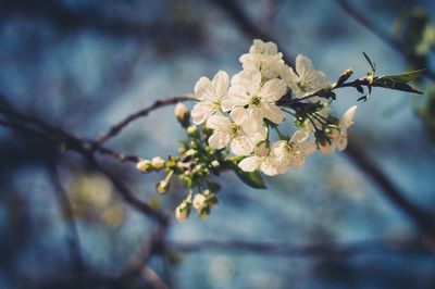 Low angle view of flowers on tree