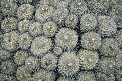 Full frame shot of succulent plants on field