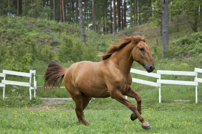 Horse running in ranch