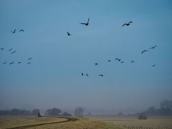 Low angle view of birds flying in sky