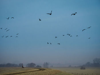 Migration birds from the arctic region overflying dyke in germany