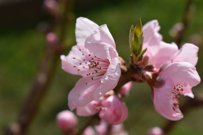 Close-up of pink flowering plant