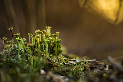 Beautiful closeup of moss growing on the forest floor in spring. small natural scenery in woodlands
