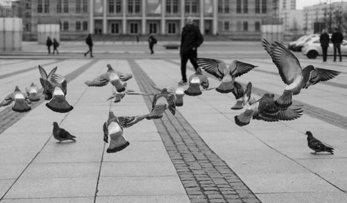 Pigeons on footpath