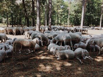 Flock of sheep