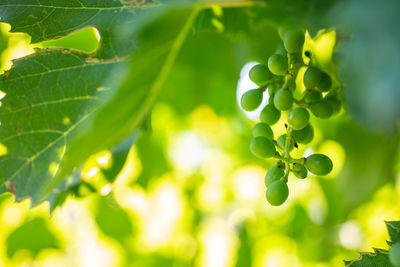 Close-up of berries growing on plant