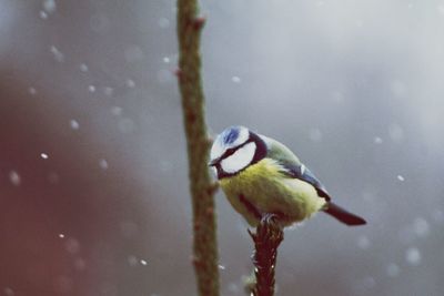 Close-up of bird