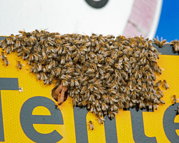 Close-up of bee on plant