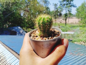 Close-up of hand holding cactus