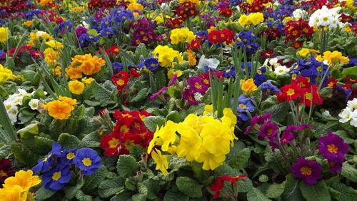 Full frame shot of colorful flowers