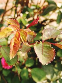 Close-up of leaf on tree during autumn