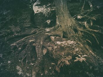 Trees in the forest