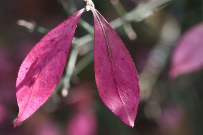 Close-up of pink leaves on plant