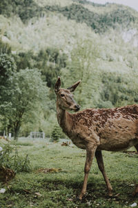 Giraffe standing on field