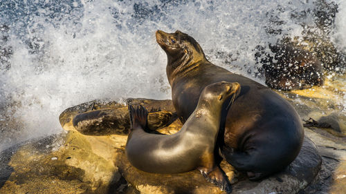 High angle view of seal on rock