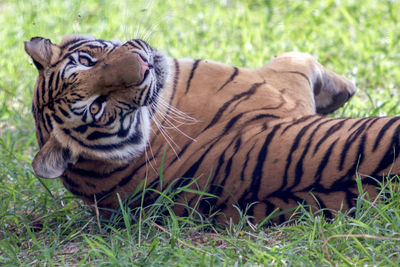 Close-up of tiger