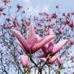 Close-up of pink cherry blossoms in spring