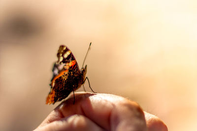 Close-up of butterfly