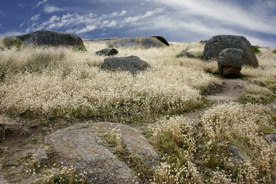 Hay bales on field against sky