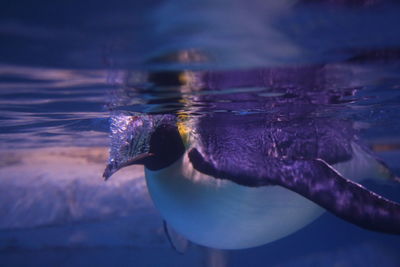 Penguin swimming undersea
