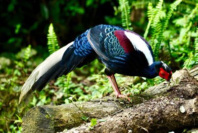 Bird perching on rock