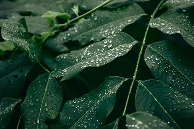 Close-up of wet plant leaves during rainy season