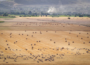 High angle view of sheep on field