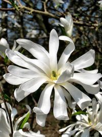 Close-up of white flower blooming outdoors