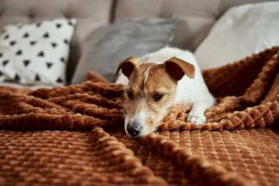 Dog lazing on couch